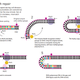 Illustration for article titled DNA Repair Earned the Nobel Prize in Chemistry, and Heres Why